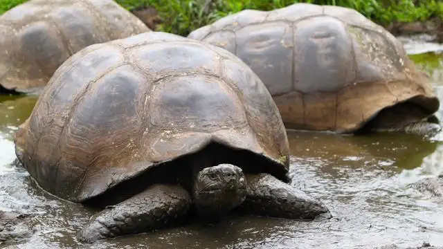 10 Day Galapagos Islands Cruise – East, Central & West Islands