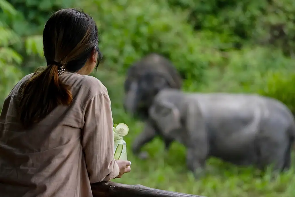 Phuket Elephant Sanctuary Canopy Walkway Program