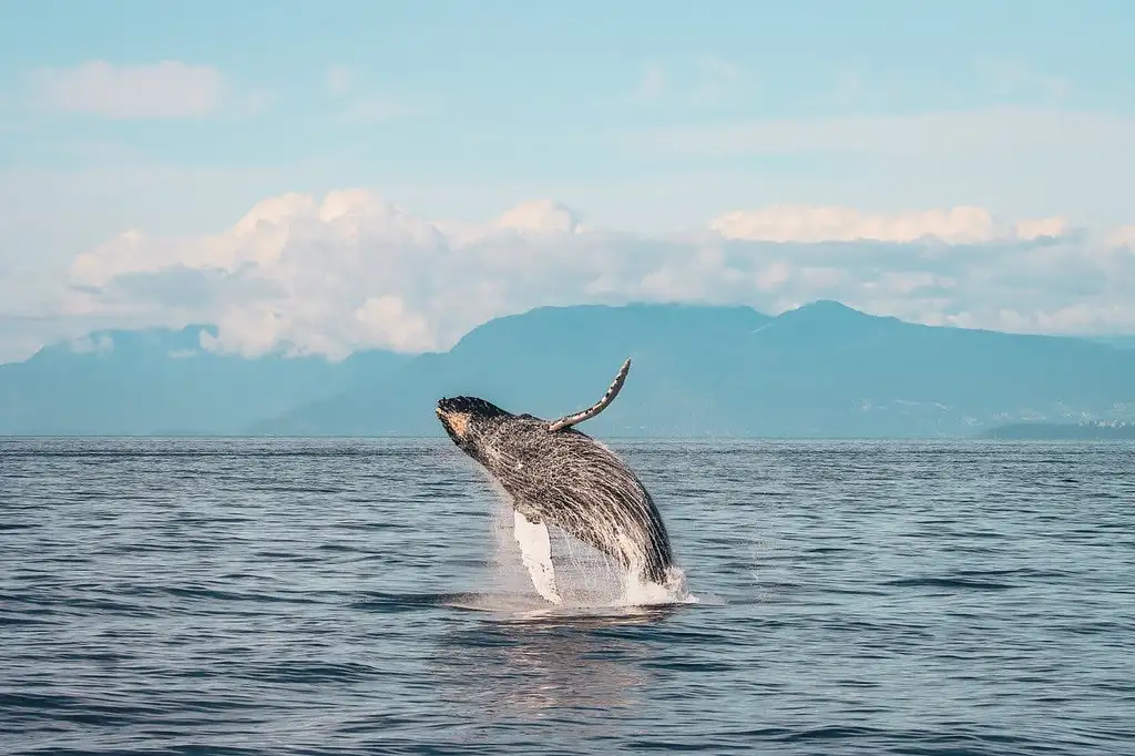 Vancouver Sunset Whale Watching