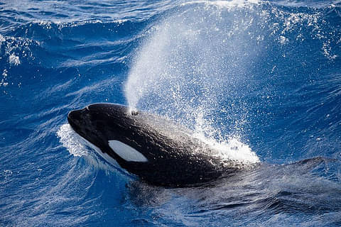 Best Bremer Canyon Killer Whale (Orca) Tour