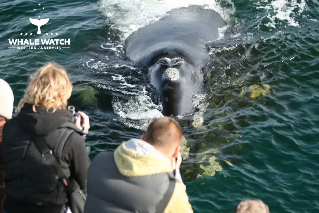 Whale Watch Experience AUGUSTA