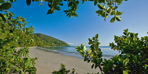 Daintree & Cape Tribulation Day Tour From Port Douglas