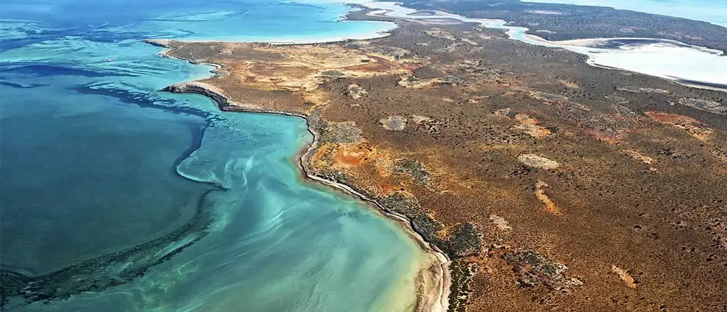 Monkey Mia Dolphin Spectacular Full Day Tour + Pink Lake Scenic Flight From Geraldton