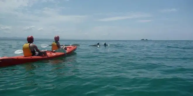 Dolphin Watching and Kayaking Experience from Byron Bay