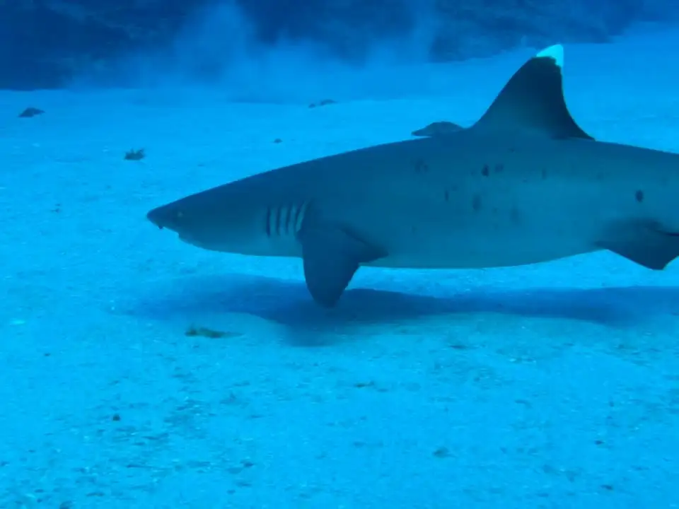 Shallow Reefs Dive Tour