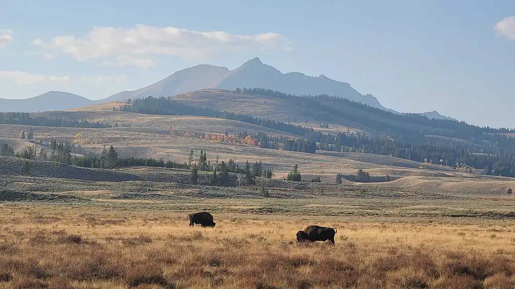 11 Day Yellowstone, Rocky Mountain & California Desert Tour