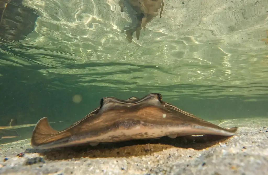 Irukandji Entry Pass with Sting-ray snorkel included