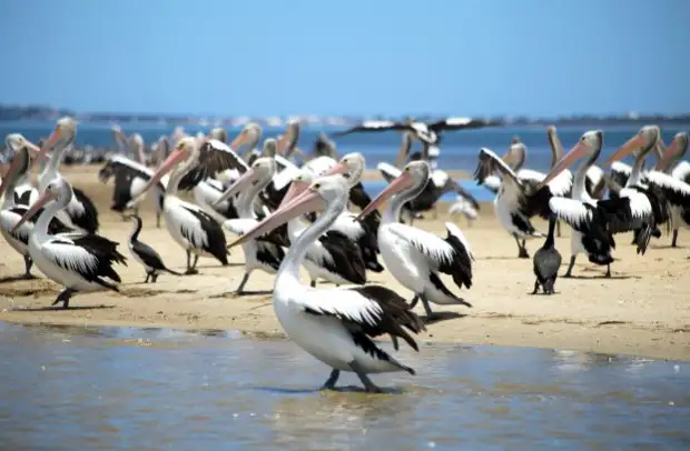Dolphin Cruise & Views | From Mandurah