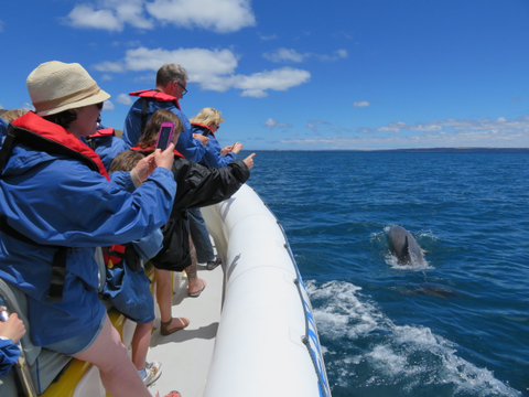 Kangaroo Island Dolphin Tour Deals