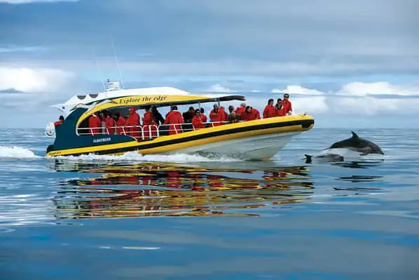 Yellow tour boat filled with passengers cruising along the calm Tasmanian waters as a dolphin jumps out of the water ahead of them.