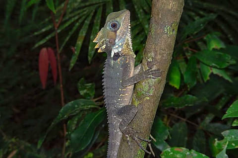Daintree Walkabout