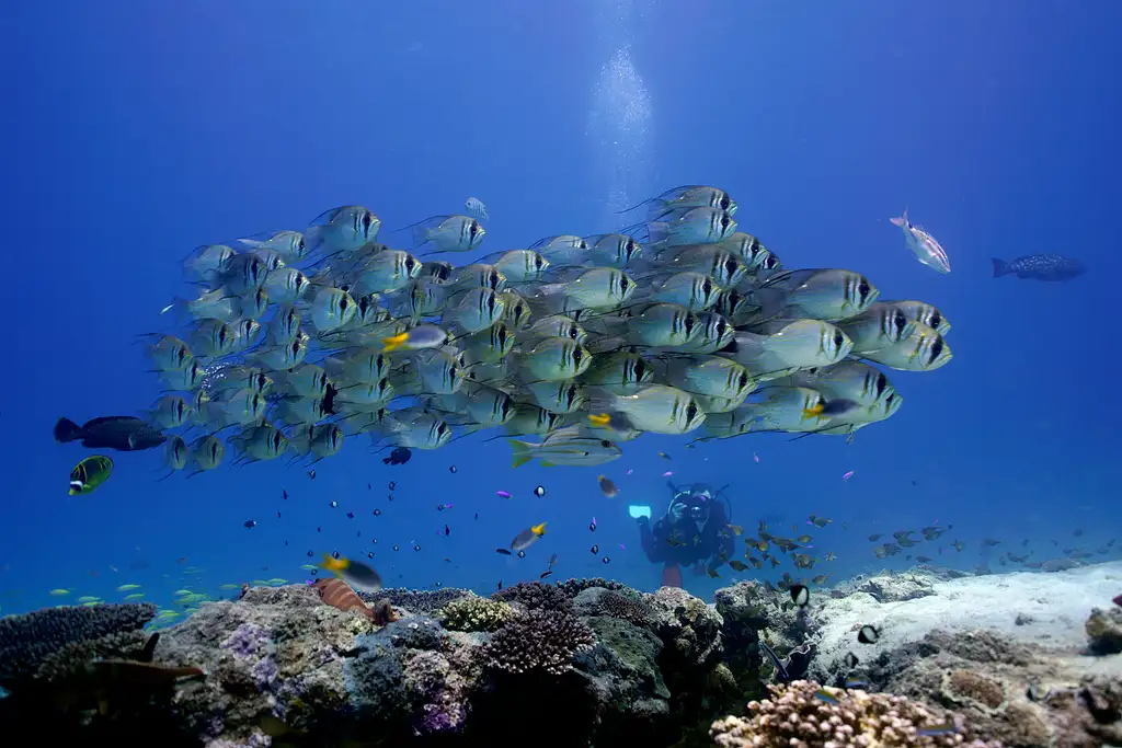 Ningaloo Reef Double Dive Tour | Departing Exmouth