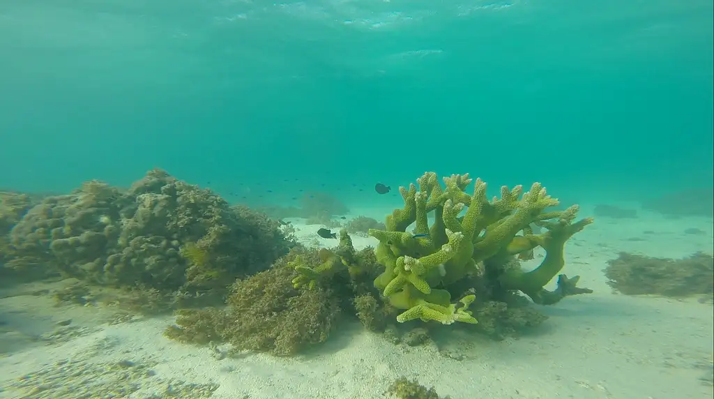 Bundegi Jet Ski & Snorkel Tour | Departing Exmouth