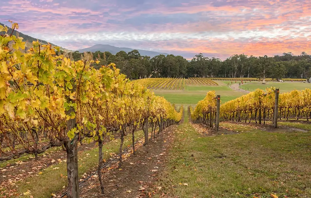 Yarra Valley Wineries Day Tour