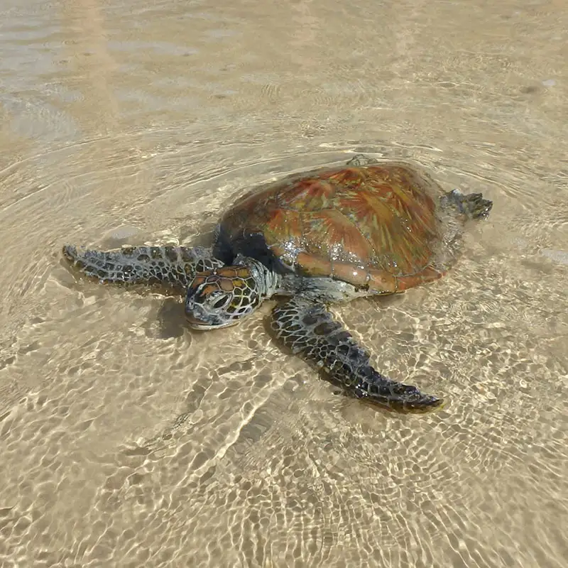 Turtle View Kayak Tour | Rainbow Beach