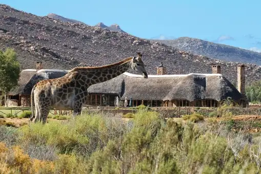 Cape Town Safari Full Day Tour