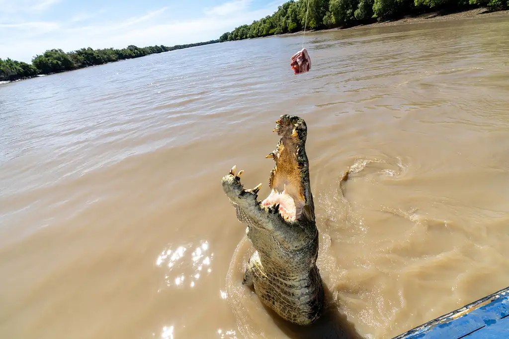 Spectacular Jumping Crocodile River Cruise & Berry Springs Nature Park, Freshwater Swimming Hole | Darwin