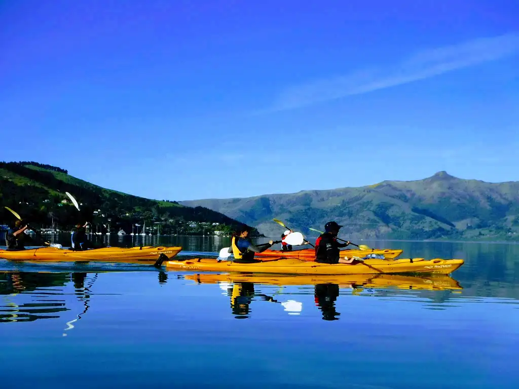 Akaroa Sunrise Sea Kayaking Safari