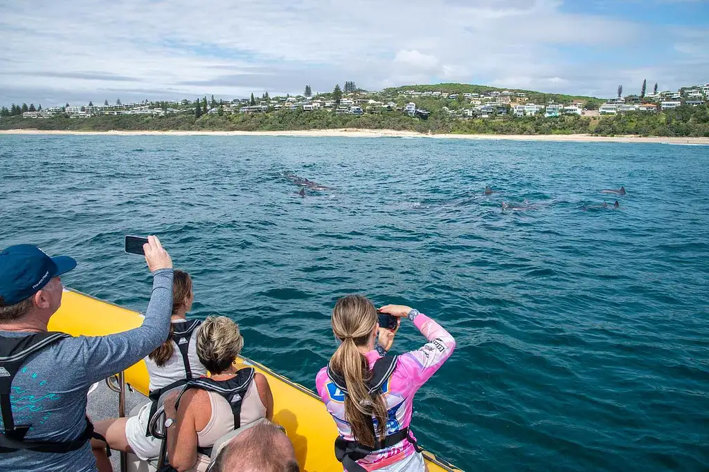 Noosa Dolphin Safari