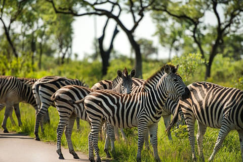 South Africa wildlife safari