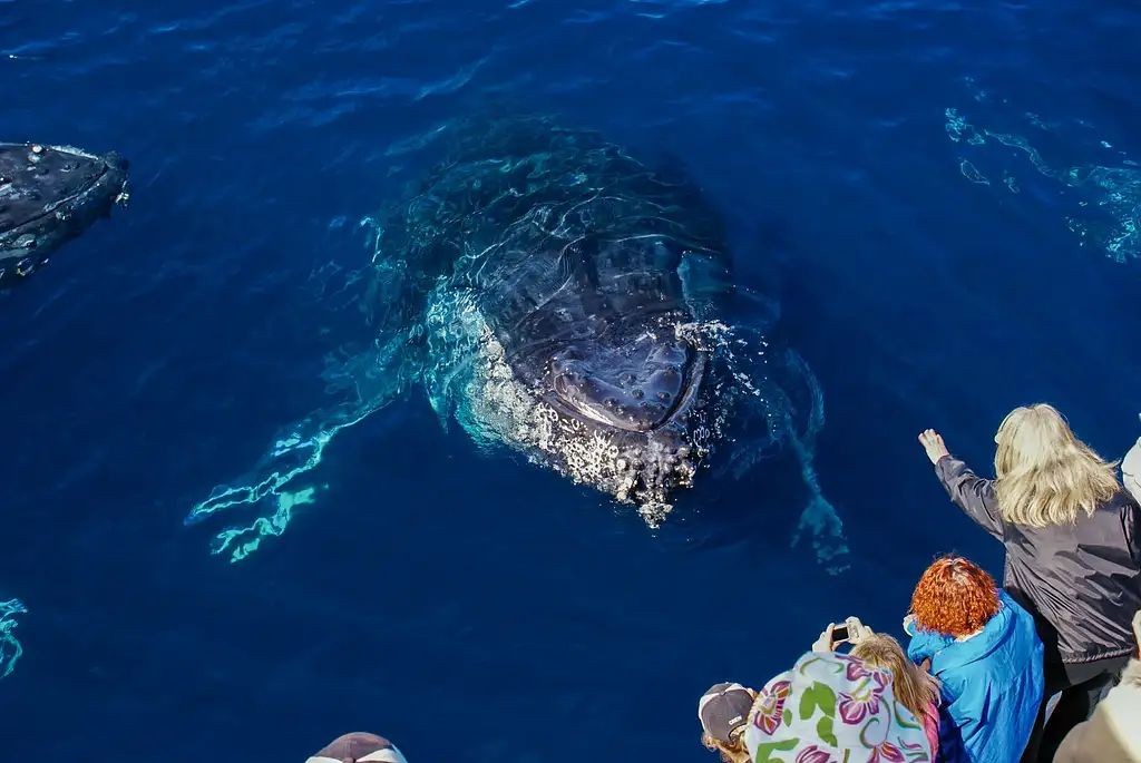 Hot Air Balloon & Vineyard Breakfast + FREE Whale Watch Cruise | Gold Coast