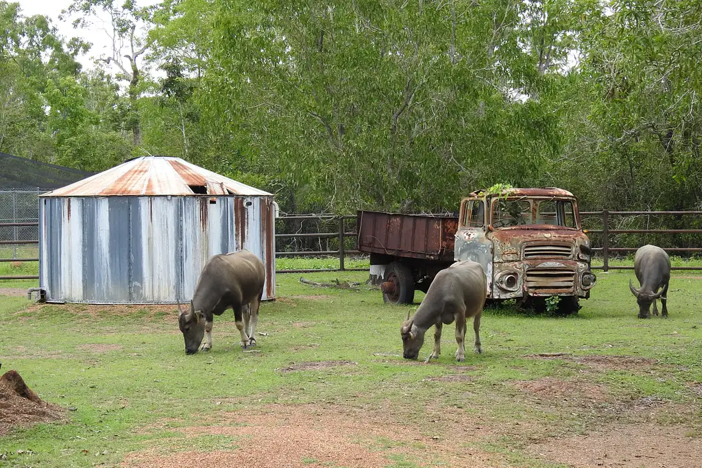 Territory Wildlife Park Entry & Day Tour | Lunch Included