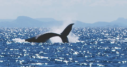 Swim With Whales Sunshine Coast Special
