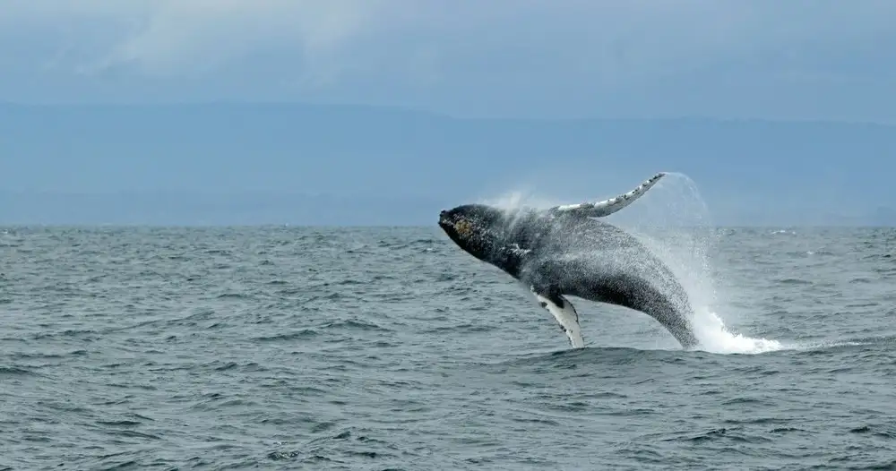 Whale watching Byron Bay - Small Group Trip