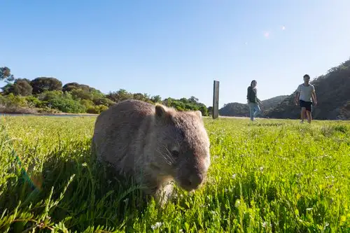 Wilsons Promontory Full Day Tour