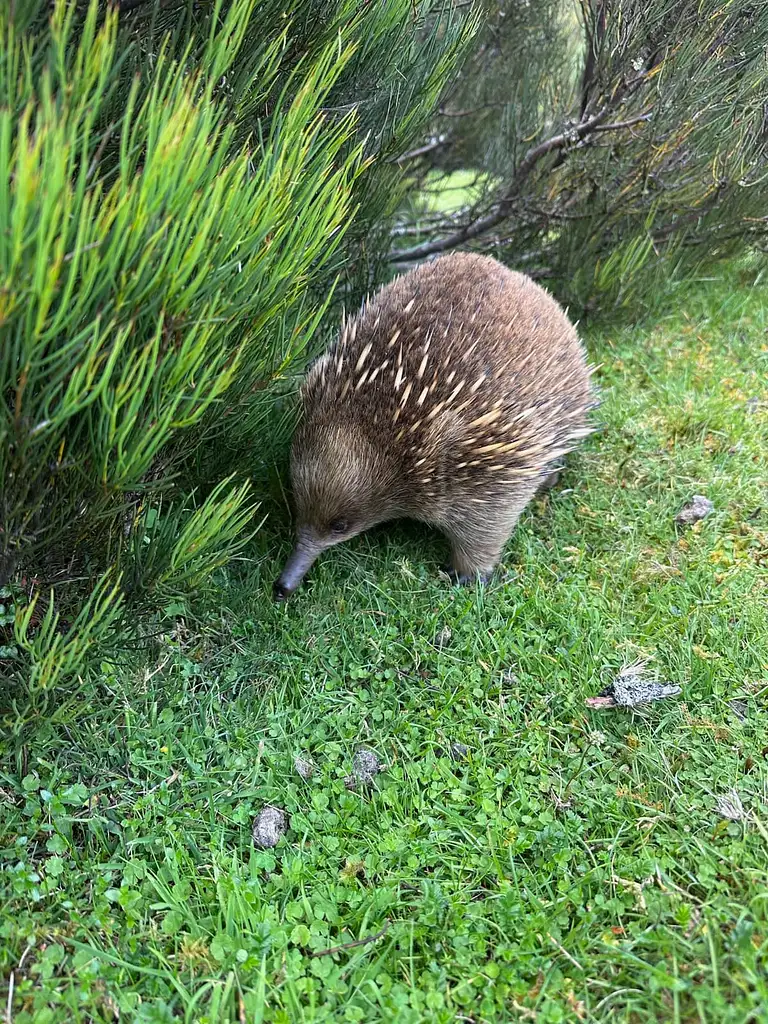 Hobart to Cradle Mountain Active Day Trip