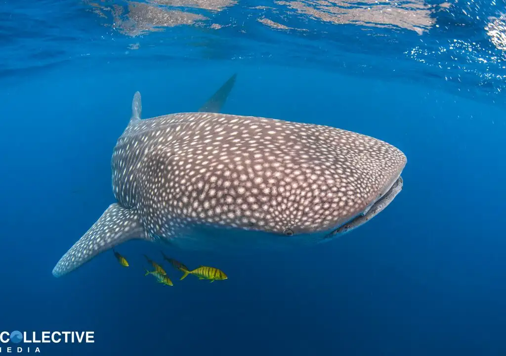 Whale Shark Tours Exmouth Ningaloo Tours Backpacker Deals