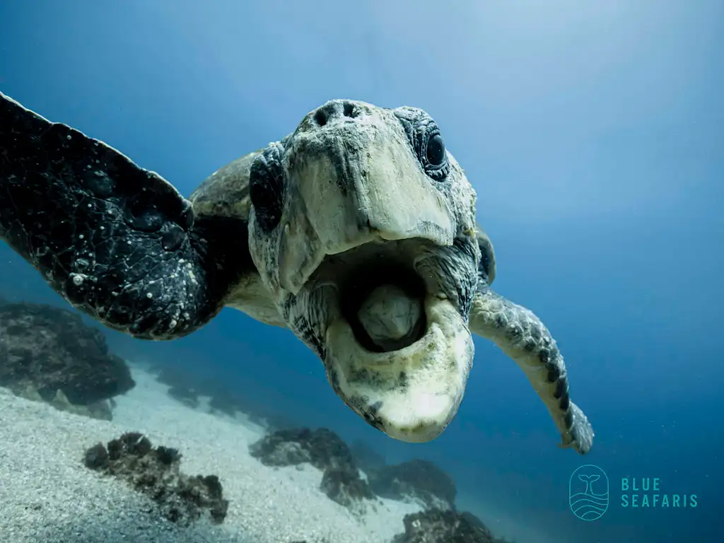 Snorkel with Turtles | Gold Coast