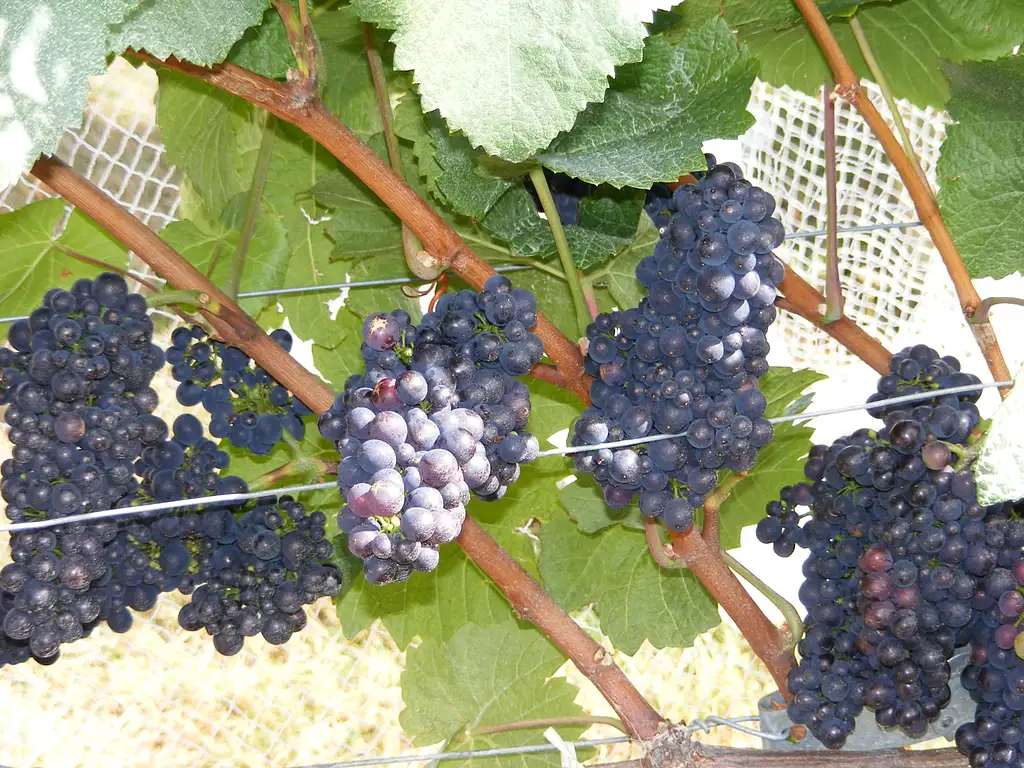 Taste of Wanaka Wine Tour