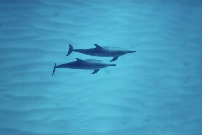 AʻO HAWAIʻI - Swim with Dolphins
