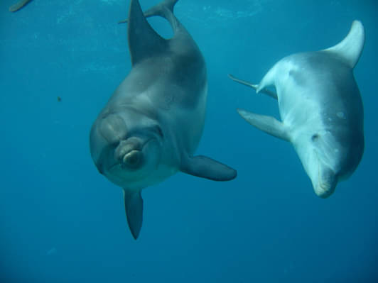 dolphin and seal swim