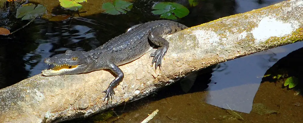 Mayan Inland Expedition | Group & Private options
