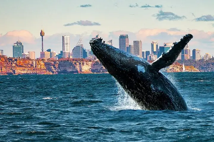 Sydney Whale Watching Experience | Small Group