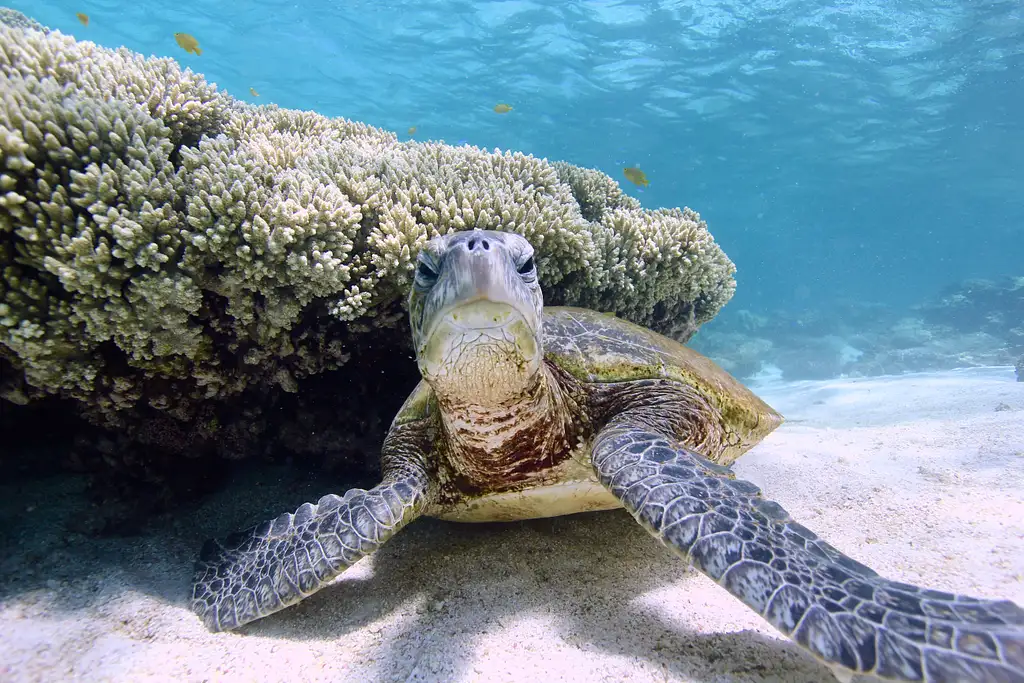 Afternoon Sail & Snorkel | Coral Bay