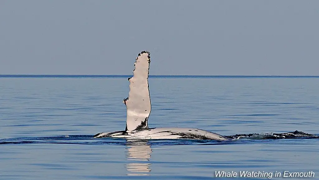 Deluxe Mega Fauna Humpback Whale Swim Tour | Ningaloo Reef | Departing Exmouth