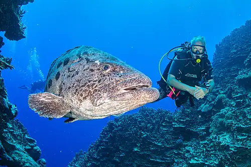 7 Night Cod Hole & Ribbon Reefs Dive Adventure