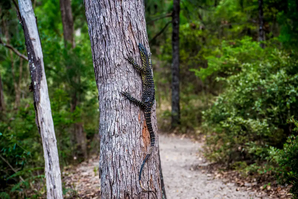 K'gari (Fraser Island) 3-Day 2-Night Glamping Nature Escape