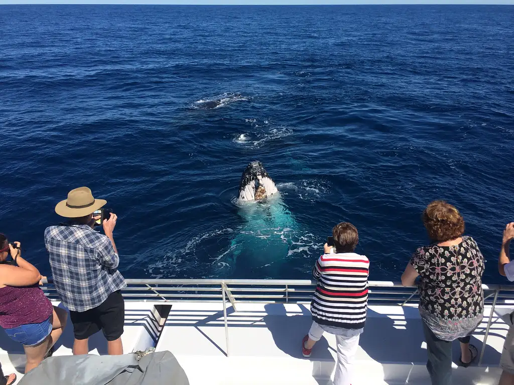 Half Day Whale Watching Experience from Bundaberg (July - Oct 25)