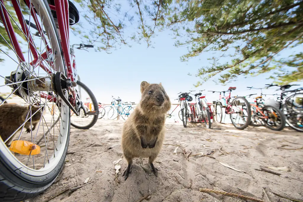 Rottnest Island Bike Day Tour | From Perth