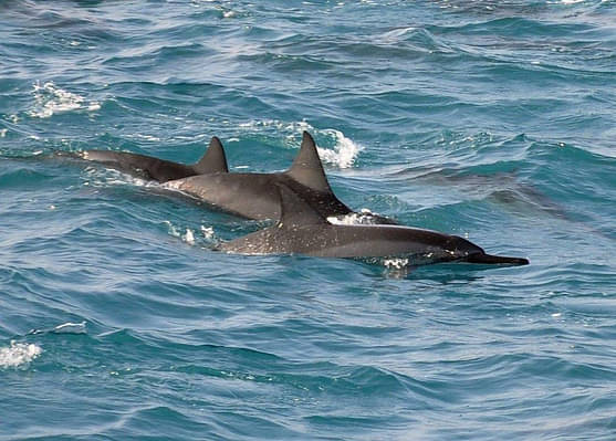 Kailua Kona Snorkel And Dolphin Cruise