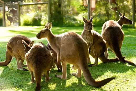 Healesville Wildlife Sanctuary Tour