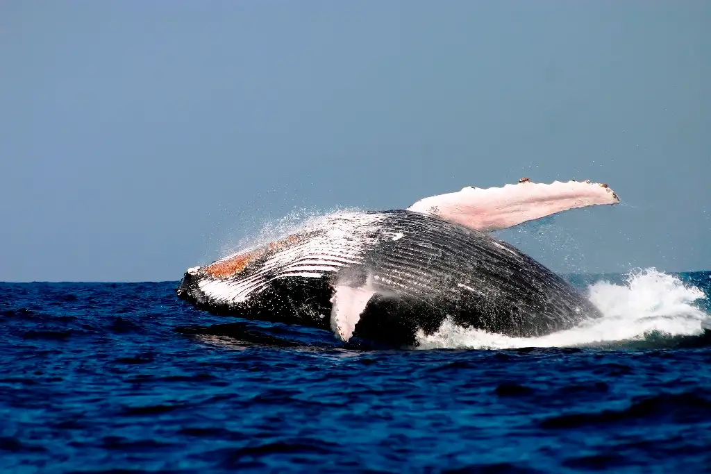 Whale Watching Breaky or BBQ Lunch Cruise from Sydney Harbour