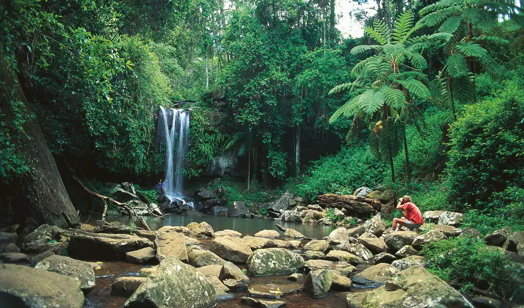 Mt Tamborine Rainforest Skywalk + Hop on Hop Off Pass from Gold Coast