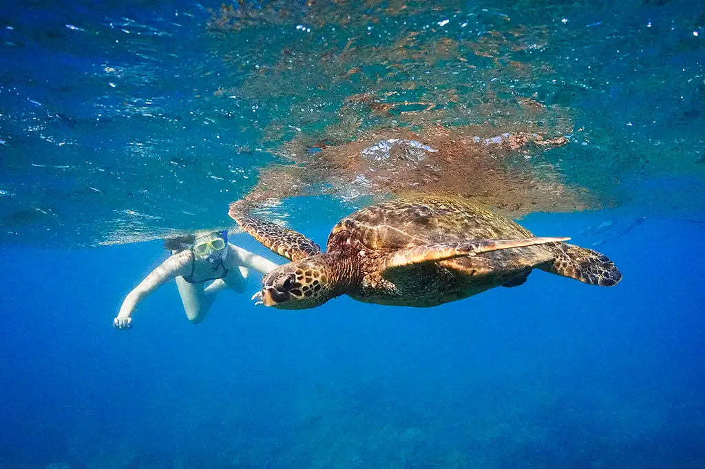 Molokini Crater & Turtle Cove Snorkel Tour