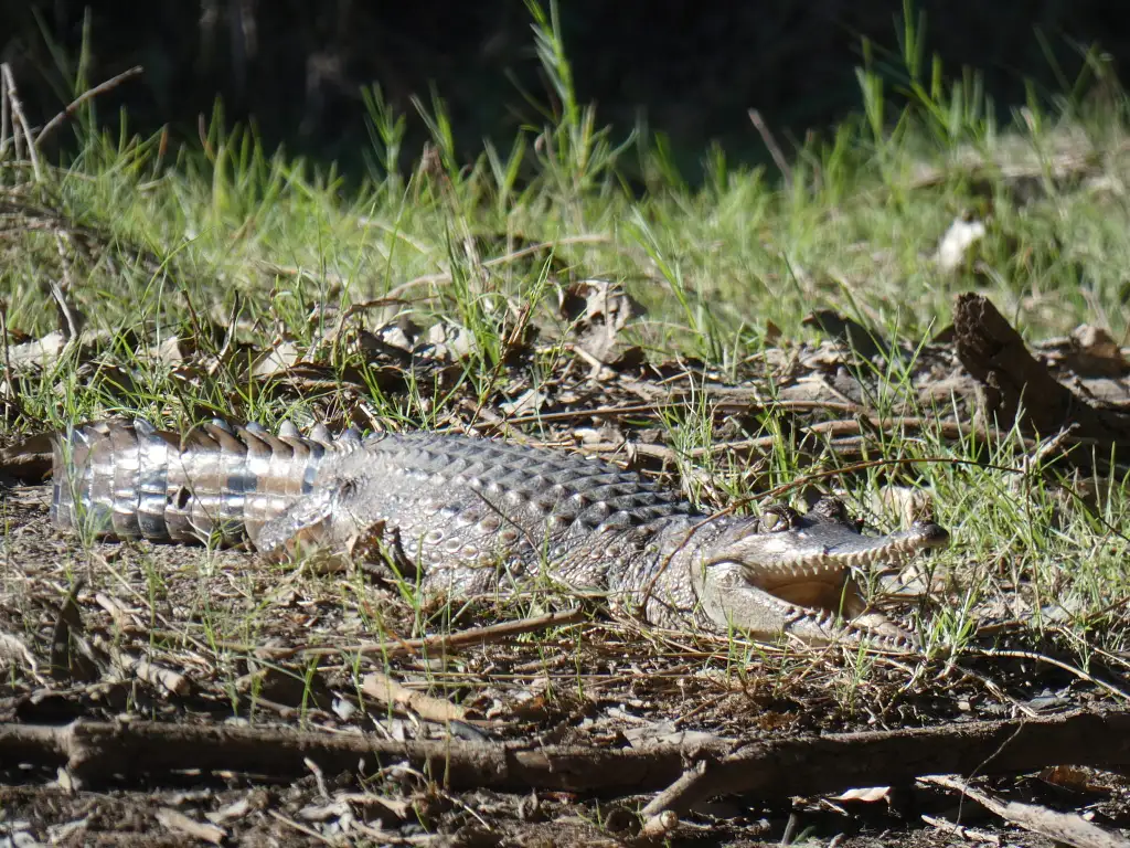 3 Day Kakadu to Litchfield 4WD Swag Camping | From Darwin (BDTNT100EXT)