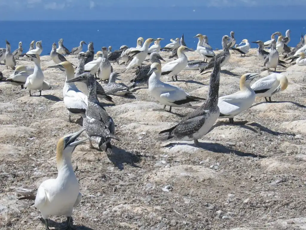 Muriwai Beach & Gannet Eco Tour | Private Tour